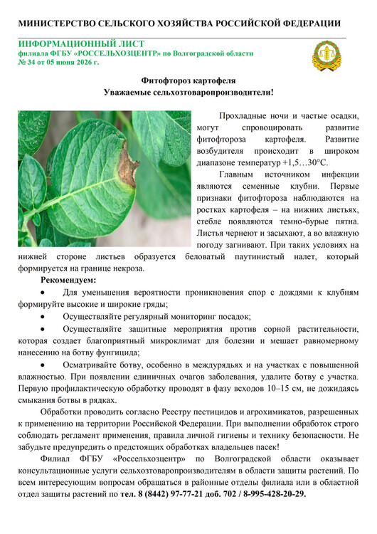 Фитофтороз картофеля